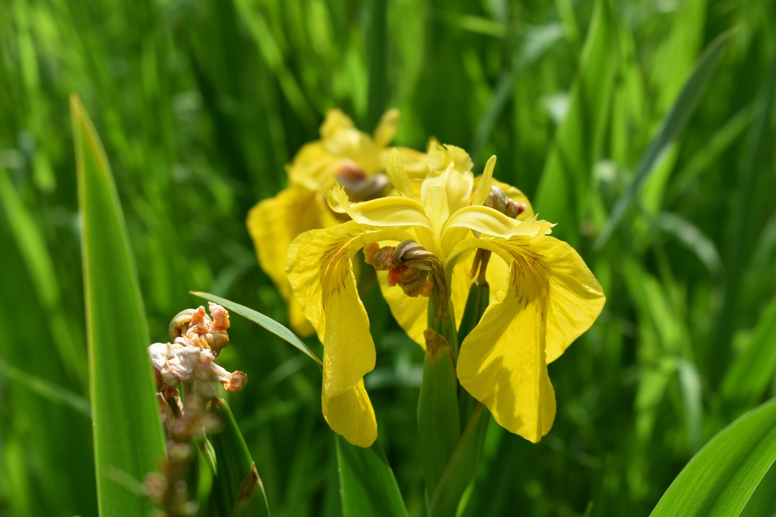 iris2